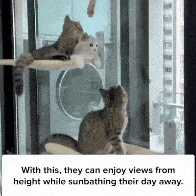 Foldable Cat Window Padded Perch